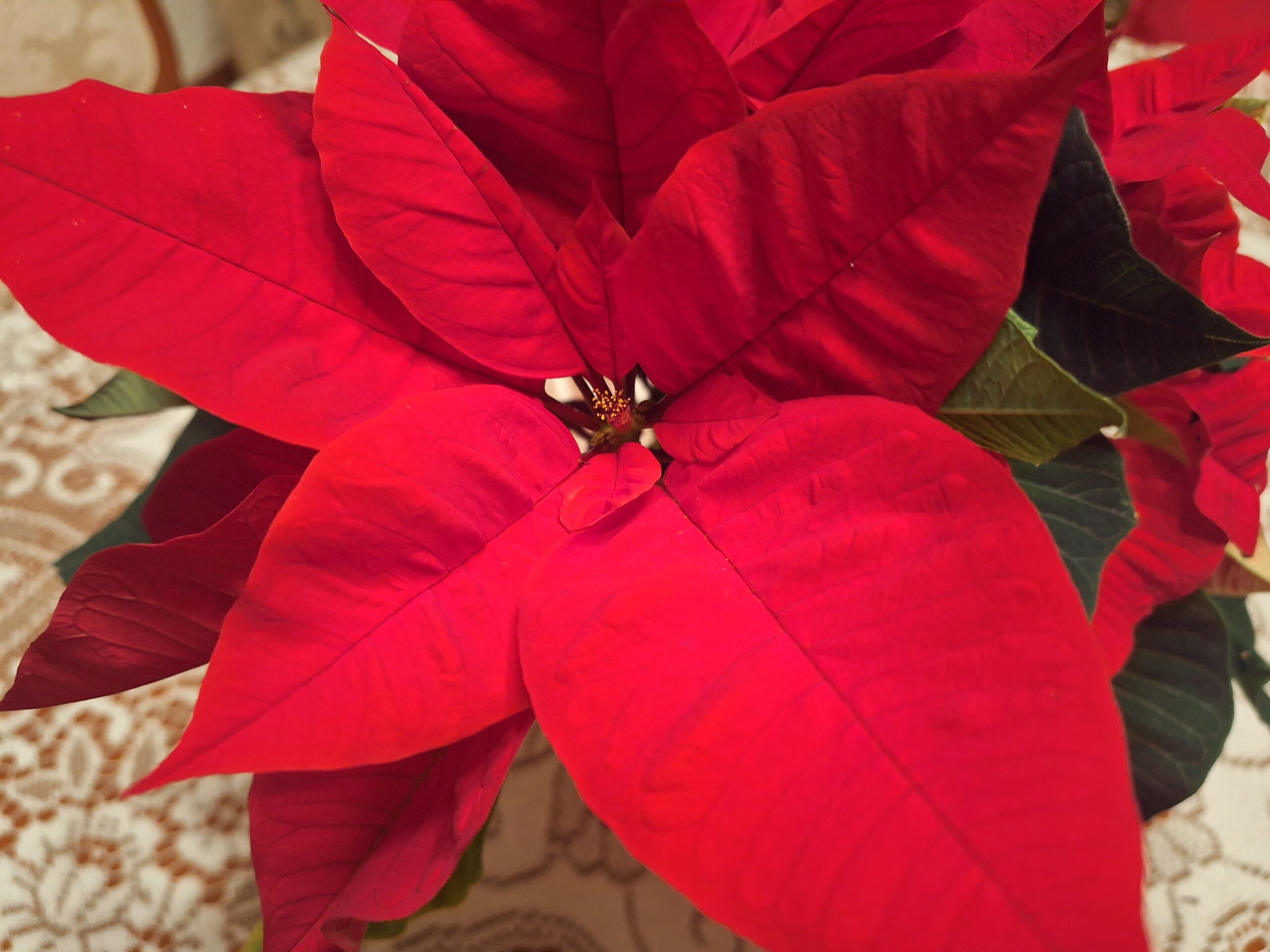 Illustration: Gesegnete Weihnachten 2025 und die besten Wünsche für  das Neue Jahr 2026